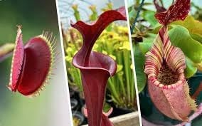 Mosquito Carnivorous Plant Seeds for Planting - NON GMO Seeds