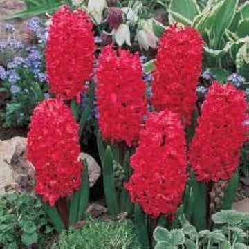 Red Hyacinth Flower Seeds for Planting - 100 pcs