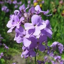 Hesperis Flower Planting Seeds for Garden NON GMO Seeds