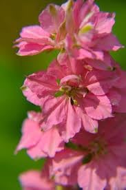 Delphinium Flower Seeds for Planting - NON GMO Seeds