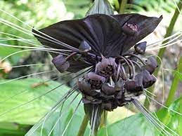 Tacca Chantrieri Flower Seeds for Planting, Heirloom, Non-GMO, 100 pcs for planting in home garden