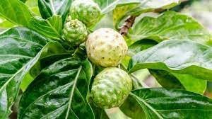 Fresh NONI Fruit Seeds for Gardening - Organic and Easy to Grow 100 Pcs pcs