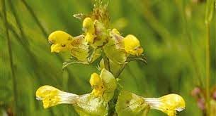 Heirloom Non-GMO Rattle Flower Seeds for Planting – Unique Wildflower Blooms for Naturalized Gardens