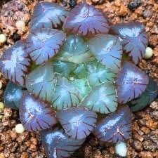 Haworthia Plant Seeds for Planting - NON GMO Seeds