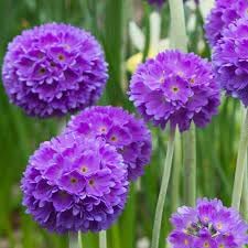 Heirloom Non-GMO Denticulata Flower Seeds for Planting – Early Spring Blooms