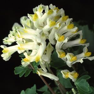 Organic Heirloom Non-GMO Corydalis Solida Seeds for Planting – Early Spring Blooms