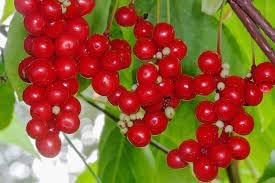Schisandra Fruit Seeds for Growing Adaptogenic and Flavorful Fruits 100 Pcs pcs