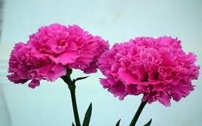 Pink Carnation Flower Seeds for Garden - NON GMO Seeds