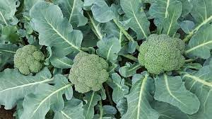 Broccolini Seeds for Home Garden, 100 Pcs pcs