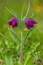 Fritillaria Flower Seeds for Planting - 100 pcs