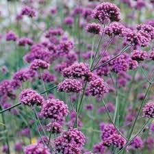 Verbena Bonariensis Flower Seeds for Planting 100 pcs -Hierloom Flower Seeds