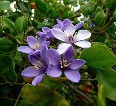 Lignum Flower Seeds for Planting - 100 pcs