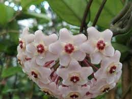 Heirloom Non-GMO Hoya Orchid Flower Seeds – Exotic Tropical Flower Seeds for Planting