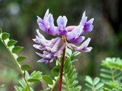 Blue Astragalus Plant Seeds Scientific Name Placeholder for planting in home garden