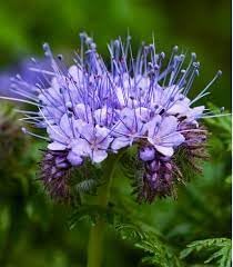 Fiddleneck Flower Seeds for Planting 100 pcs