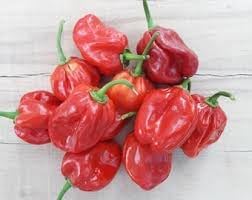 Caribbean Habanero Chili Seeds for Planting - heirloom & Non-GMO Seeds