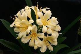 Light Yellow Flower Pot Seeds for Planting – Organic, Heirloom, Non-GMO Plant Seeds