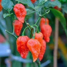 Ghost Pepper Bhut Jolokia Seeds for Planting heirloom & Non-GMO Seeds