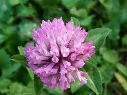 Clover Flower Seeds for Garden - NON GMO Seeds