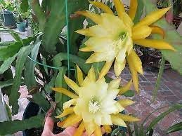 Epiphyllum Flower Seeds Heirloom Non GMO Planting - 100 pcs for planting in home garden