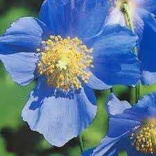 Meconopsis Flower Seeds for Planting, 100 pcs