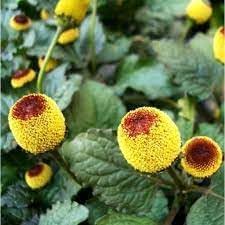 Organic Acmella Flower Seeds for Planting – Heirloom, Non-GMO