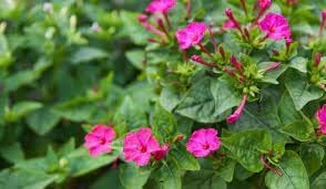 Organic Jalapa Flower Seeds for Planting – Heirloom, Non-GMO for planting in your garden.