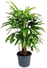 Rhapis Plant Seeds for Planting 100 pcs -Hierloom Flower Seeds