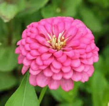 Zinnia Flower Seeds for Planting – Light Pink Blooms, Non-GMO, Heirloom Seeds