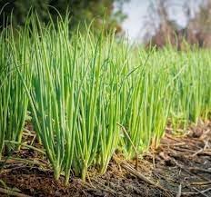 Scallions Vegetable Seeds for Planting heirloom & Non-GMO Seeds