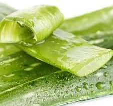 Light Green Aloe Vera Plant Seeds for Planting