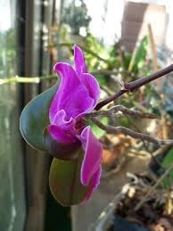 Keiki Orchids Flower Seeds for Planting, Heirloom, Non-GMO, 100 pcs