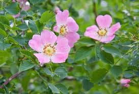Rosa Canina Flower Seeds for Planting 100 pcs -Hierloom Flower Seeds - Canina for planting in home garden