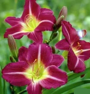 Heirloom Non-GMO Violet Hemerocallis Flower Seeds for Long-Blooming Perennial Garden Planting