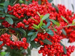 Pyracantha Fruit Seeds - 100 Pcspcs, Hardy Shrubs for Growing Berries 100 Pcs pcs