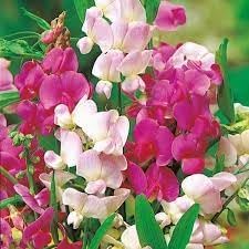Heirloom Pea Flower Seeds for Planting 100 pcs