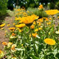 Resina Calendula Flower Seeds, Heirloom, Non-GMO Seeds for Planting