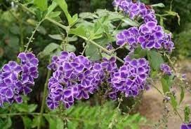 Duranta Erecta Flower Seeds – Heirloom Non-GMO Seeds for Ornamental and Hedge Garden Planting