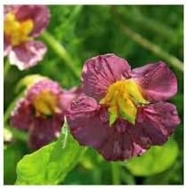Nasturtium flower seeds- NON GMO Seeds