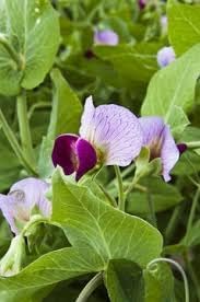 Pisum Sativum Flower Seeds for Planting, 100 pcs