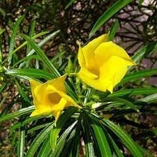 Thevetia Neriifolia Seeds for Planting - 100 pcs