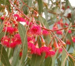 Eucalyptus Flower Seeds for Planting-Heirloom & Non-GMO Seeds for planting