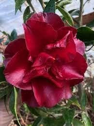 Burgundy Camellia Seeds for Planting ƒ?? Organic, Heirloom, Non-GMO Flower Seeds for planting in your garden.