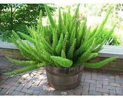 Beautifull Asparagus Meyeri Foxtail Fern Plant Seeds for Planting heirloom & Non-GMO Seeds