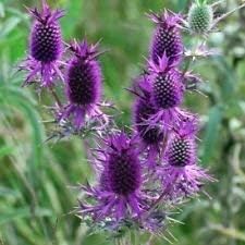 Purple Eryngo Flower Seeds for Planting 100 pcs