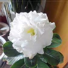 Heirloom Adenium Flower Seeds for Planting 100 pcs