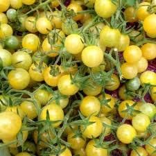 Big Tomato Vegetable Seeds for Planting – Light Yellow Selection
