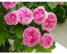 Heirloom Damask Rose Plant Seeds for Planting Non-GMO Garden Seeds Beautiful Flower Seeds for Growing