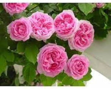 Pink Damask Flower Seeds for Planting, 100 pcs