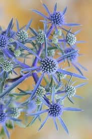Eryngium Plant Seeds for Planting, 100 pcs